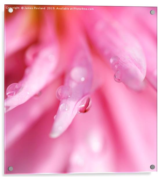 Droplets on a Pink Dahlia Acrylic by James Rowland