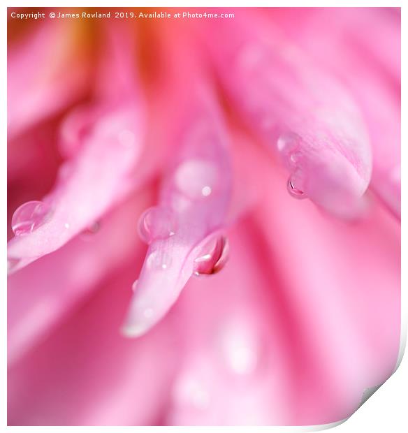 Droplets on a Pink Dahlia Print by James Rowland