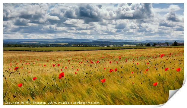 Poppies in the summer sunshine. No. 4 Print by Phill Thornton
