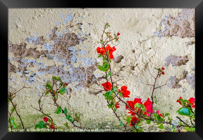 Red Flowers Over Damaged Wall Framed Print by Daniel Ferreira-Leite