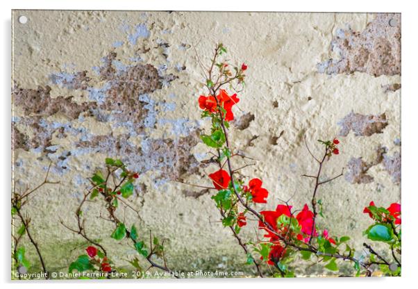 Red Flowers Over Damaged Wall Acrylic by Daniel Ferreira-Leite