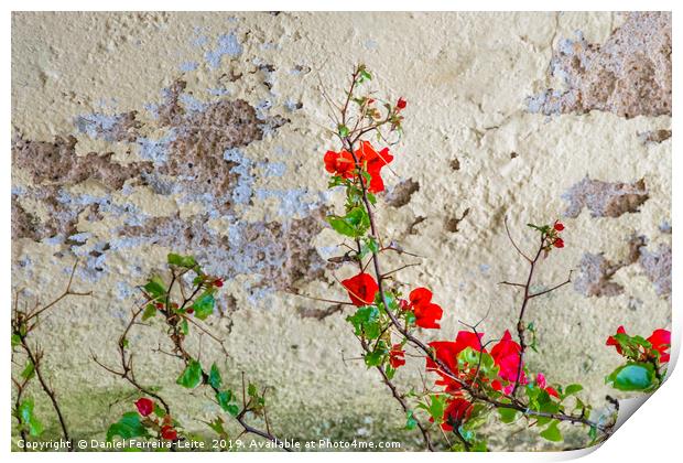 Red Flowers Over Damaged Wall Print by Daniel Ferreira-Leite