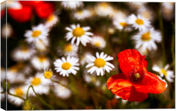Summer Flowers Canvas Print by Phil Clements