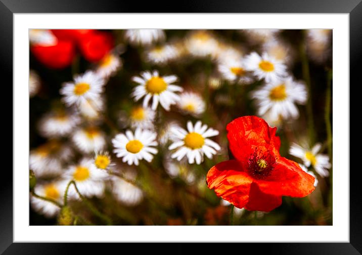 Summer Flowers Framed Mounted Print by Phil Clements