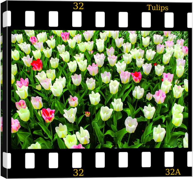 Tulips On Film Canvas Print by Ian Jeffrey