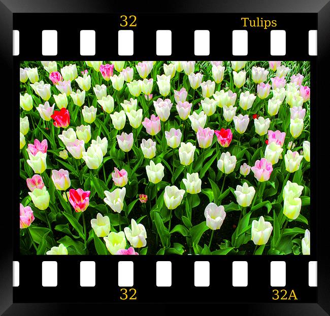 Tulips On Film Framed Print by Ian Jeffrey