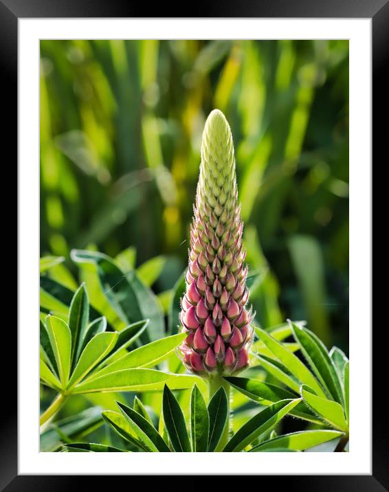 Budding Backlit Lupine Framed Mounted Print by Susie Peek