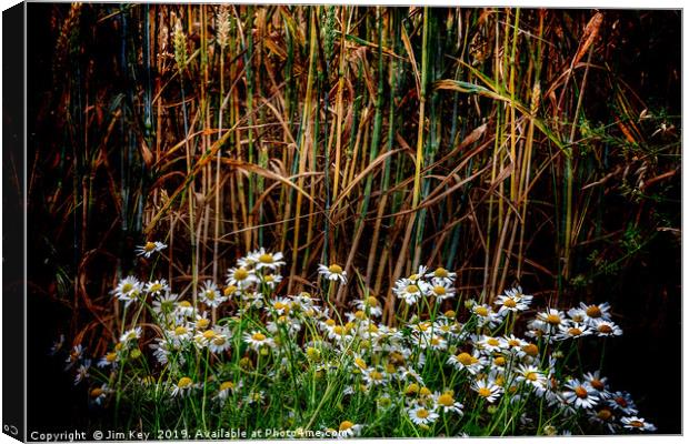Daisies in a Wheat Field Canvas Print by Jim Key
