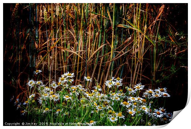 Daisies in a Wheat Field Print by Jim Key