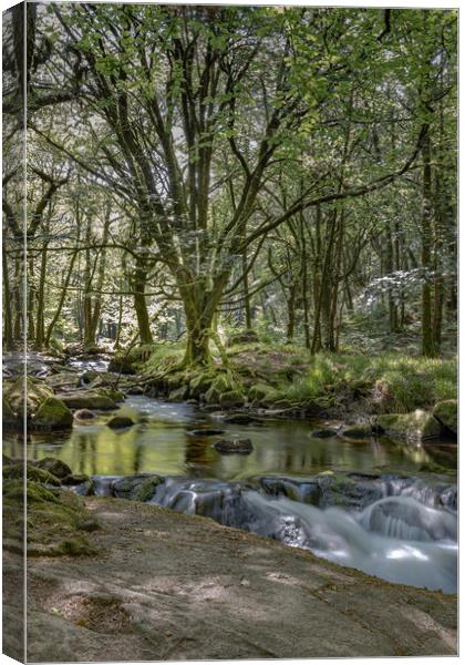 The ancient woodlands of Draynes wood, alongside t Canvas Print by Jim Peters