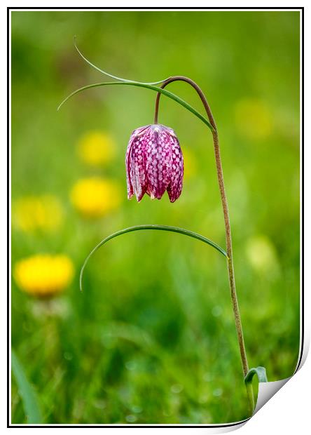 Fritillaria, North Meadow, Cricklade Print by Graham Light
