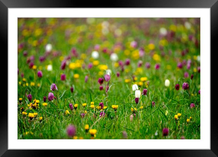 Fritillaria, North Meadow, Cricklade Framed Mounted Print by Graham Light