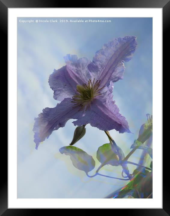 Clematis Framed Mounted Print by Nicola Clark