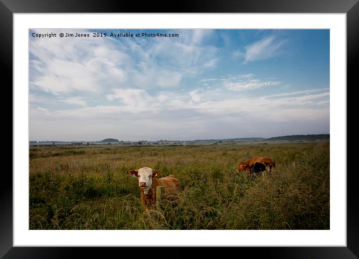 Contented Cows in Flower Meadow Framed Mounted Print by Jim Jones