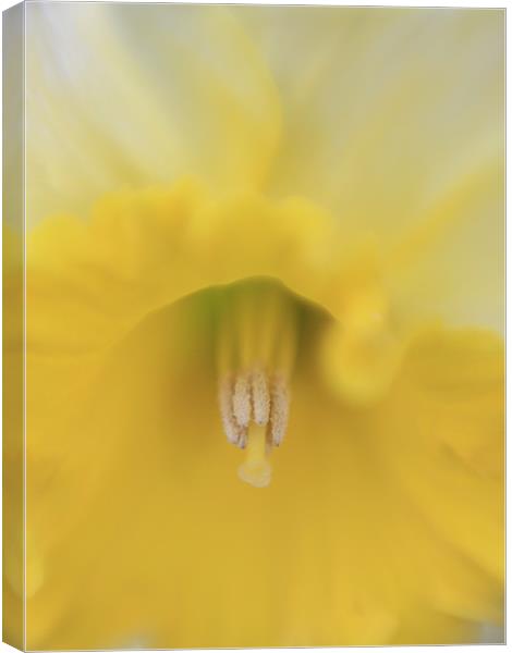 Yellow Daffodils - spring flower, Canvas Print by Tatiana Walker