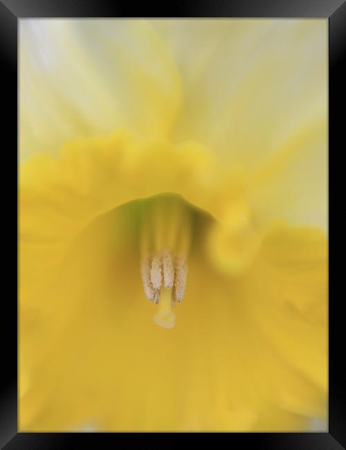 Yellow Daffodils - spring flower, Framed Print by Tatiana Walker