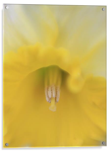 Yellow Daffodils - spring flower, Acrylic by Tatiana Walker