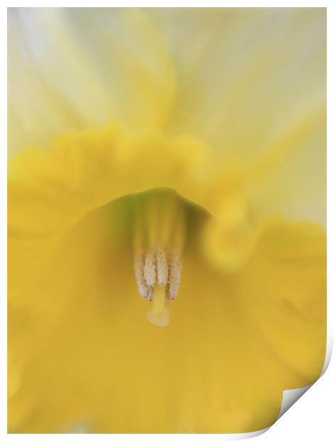 Yellow Daffodils - spring flower, Print by Tatiana Walker