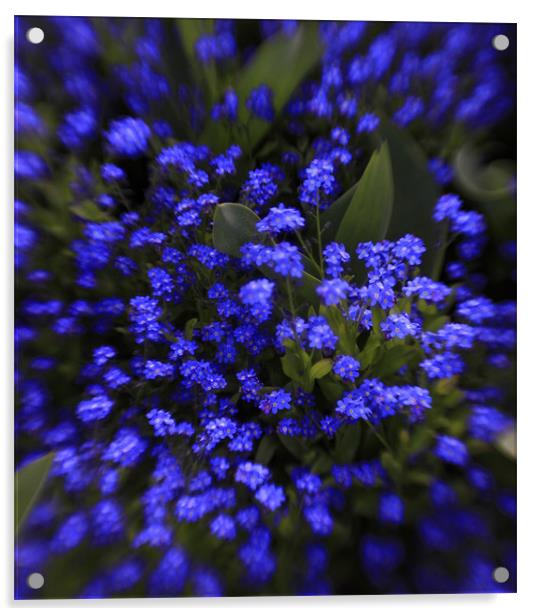 beautiful  blue spring flowers Acrylic by Tatiana Walker