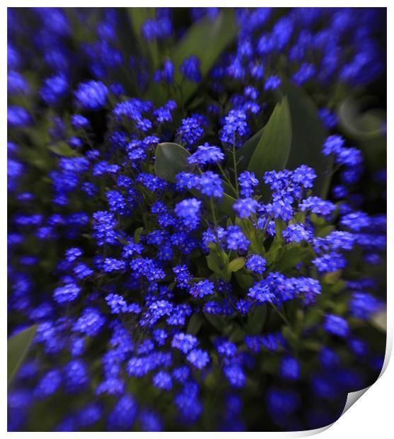 beautiful  blue spring flowers Print by Tatiana Walker