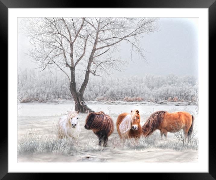Shetlands in the Snow Framed Mounted Print by Trudi Simmonds