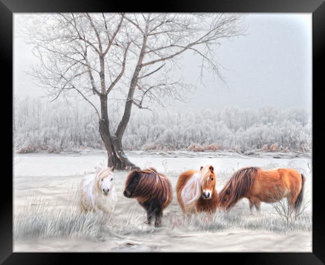 Shetlands in the Snow Framed Print by Trudi Simmonds
