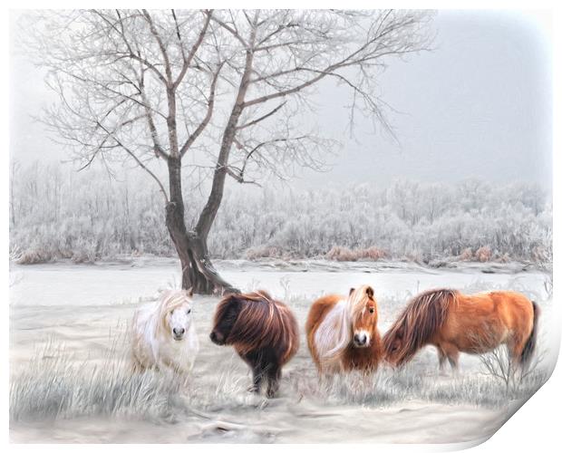 Shetlands in the Snow Print by Trudi Simmonds