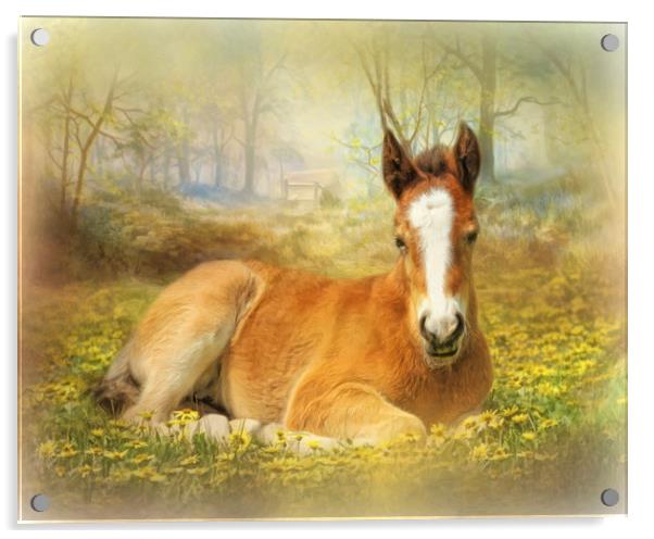 Foal in the Flowers Acrylic by Trudi Simmonds