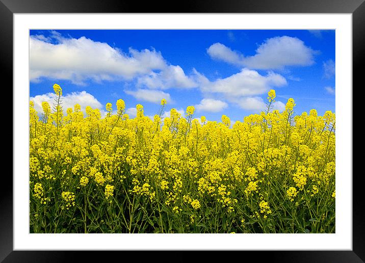 Rape Field Framed Mounted Print by Steven Shea