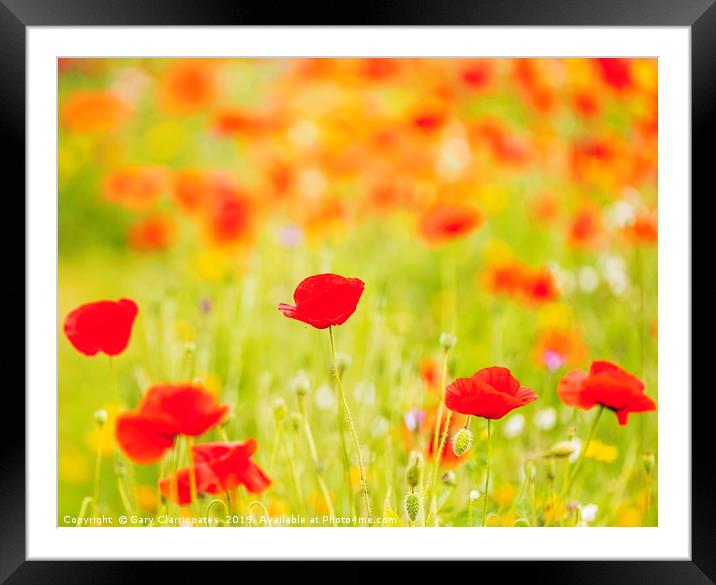 A Field of Red Framed Mounted Print by Gary Clarricoates