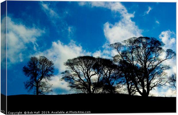 Tree skyline  Canvas Print by Bob Hall