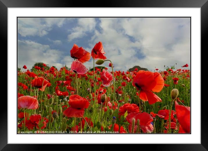 "Poppy field" Framed Mounted Print by ROS RIDLEY