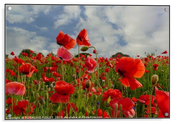 "Poppy field" Acrylic by ROS RIDLEY