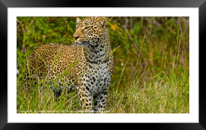    Leopard looking for a meal.                     Framed Mounted Print by steve akerman