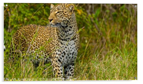    Leopard looking for a meal.                     Acrylic by steve akerman