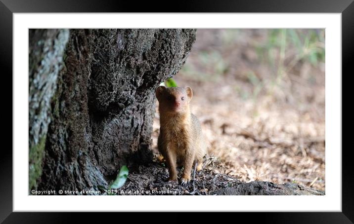      Mongoose posing for a picture.                Framed Mounted Print by steve akerman