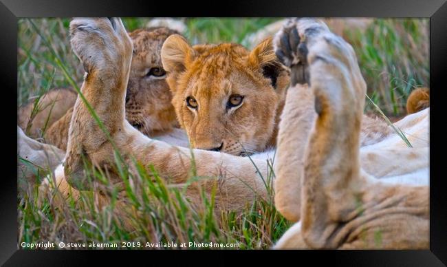        Lion cub having a feed.                     Framed Print by steve akerman