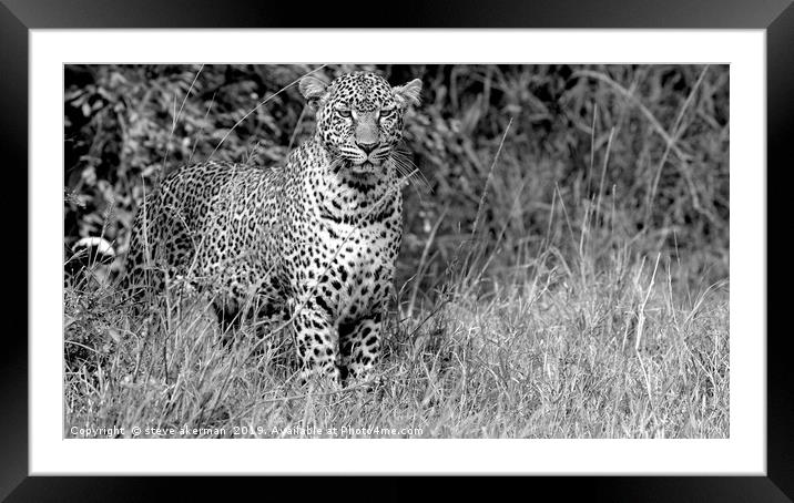      leopard bland and white.                      Framed Mounted Print by steve akerman
