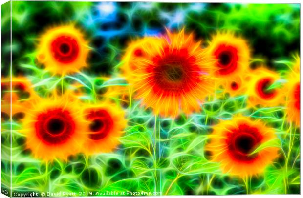 Sunflowers Of Dreams Canvas Print by David Pyatt