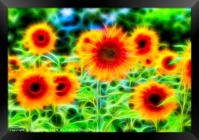 Sunflowers Of Dreams Framed Print by David Pyatt