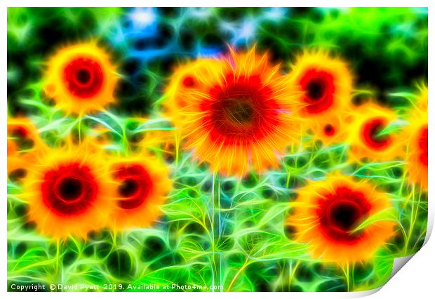 Sunflowers Of Dreams Print by David Pyatt