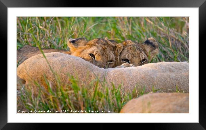        Lion cubs feeding from their mother.        Framed Mounted Print by steve akerman