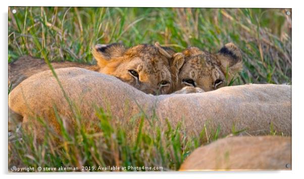        Lion cubs feeding from their mother.        Acrylic by steve akerman