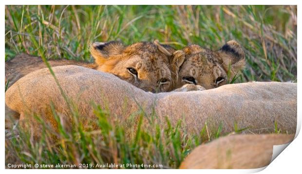        Lion cubs feeding from their mother.        Print by steve akerman