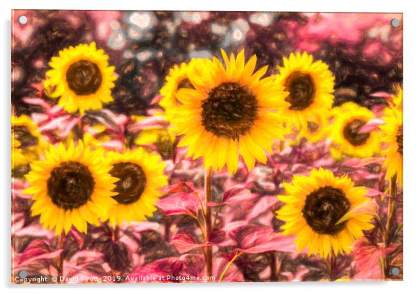 Sunflower Vibrant Art Acrylic by David Pyatt