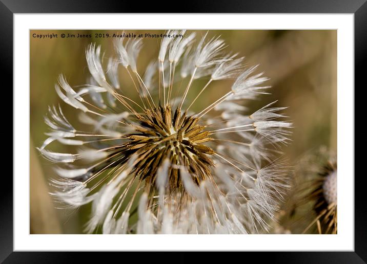 Dandelion seeds and their parachutes (4) Framed Mounted Print by Jim Jones