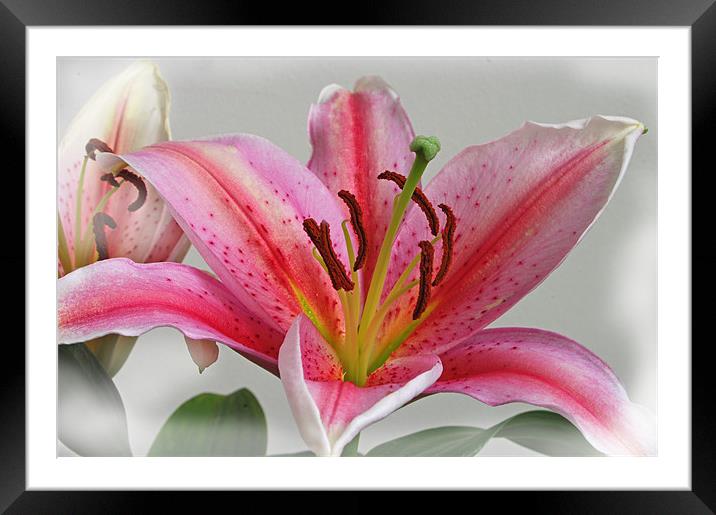 Soft Lily Framed Mounted Print by Jacqi Elmslie