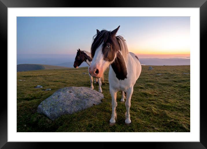 Piebald Ponies at Sunset Framed Mounted Print by Derek Beattie