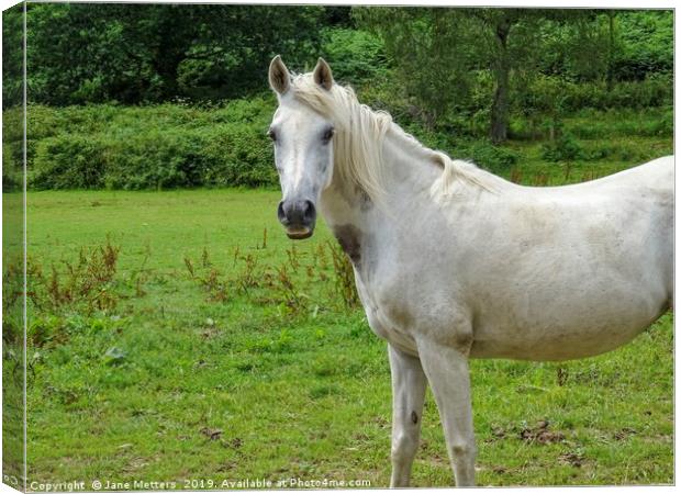White Horse Canvas Print by Jane Metters
