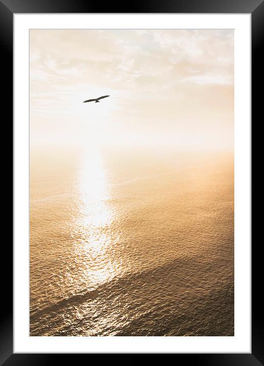 Eagle in a sky Framed Mounted Print by Svetlana Sewell